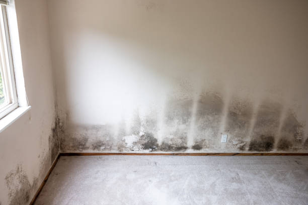Best HVAC Mold Inspection and Cleaning  in Egypt, PA